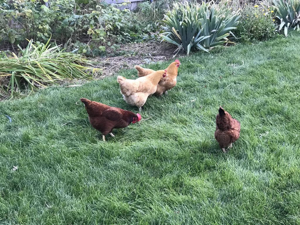 My LIttle Flock