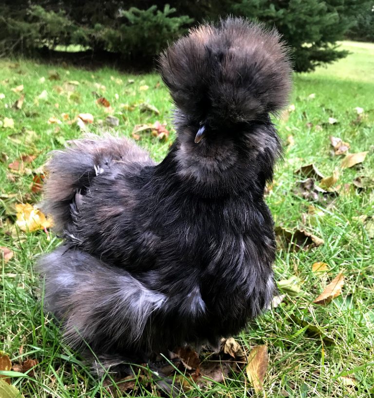 All You Need To Know About Silkie Chickens - BackyardChickensHQ