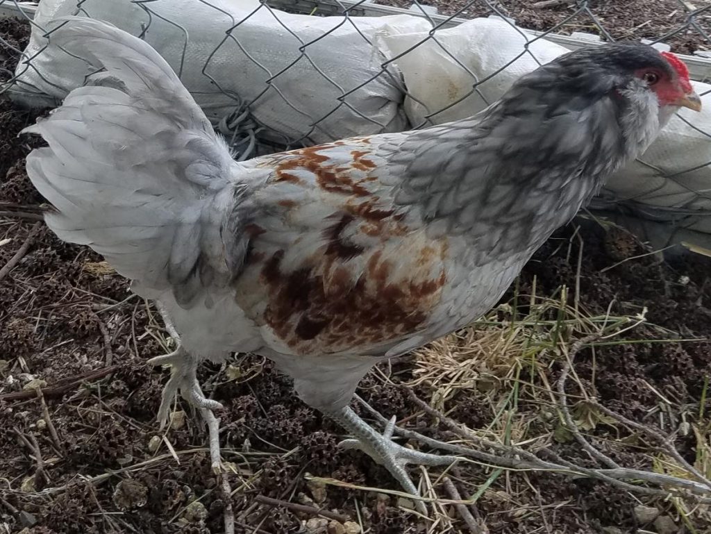 Ameraucana Chicken: A Bird That Lays Blue Eggs - BackyardChickensHQ