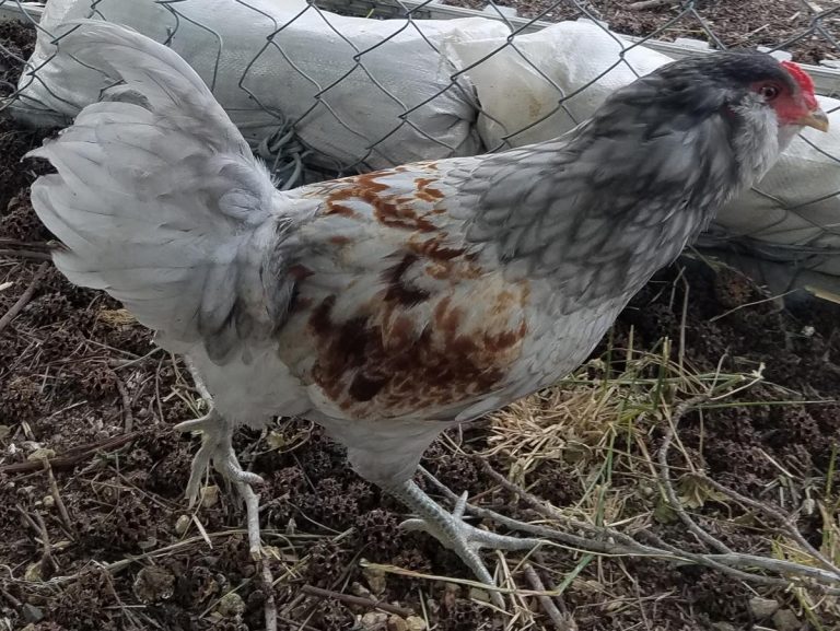 Ameraucana Chicken A Bird That Lays Blue Eggs BackyardChickensHQ   Ameraucana 768x577 