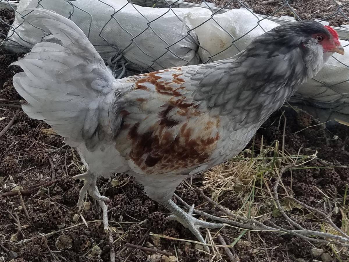 Ameraucana Chicken A Bird That Lays Blue Eggs BackyardChickensHQ   Ameraucana 