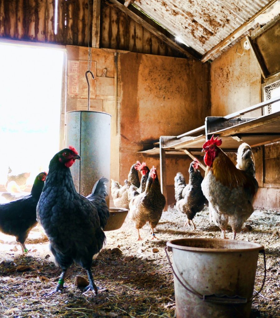 Do Chickens Need Food And Water In Their Coop At Night - BackyardChickensHQ