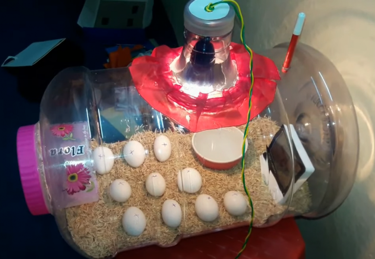 Homemade Incubators For Backyard Chickens - BackyardChickensHQ