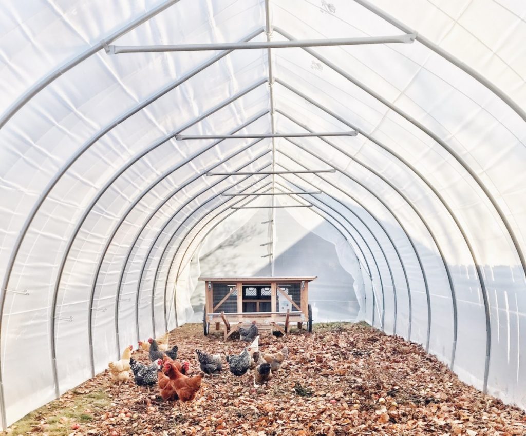 How To Collect Chicken Manure - BackyardChickensHQ