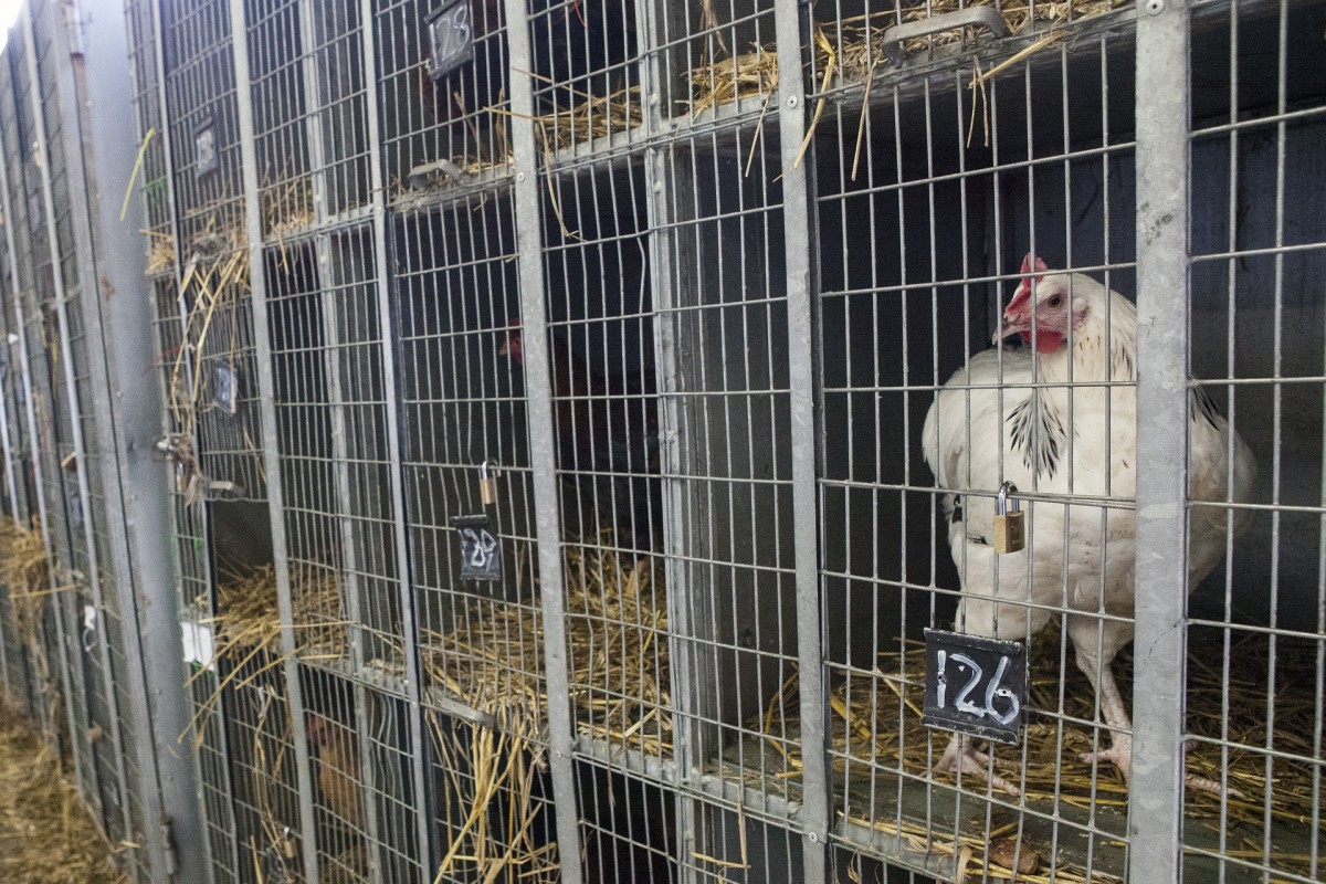 how-many-chickens-per-nesting-box-backyardchickenshq